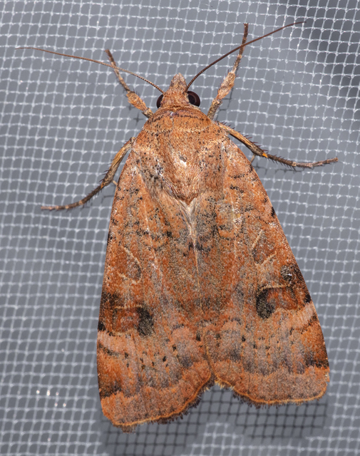 Noctua interposita - köztes sárgafűbagoly