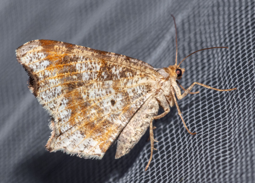 Macaria alternata - közönséges szürkearaszoló