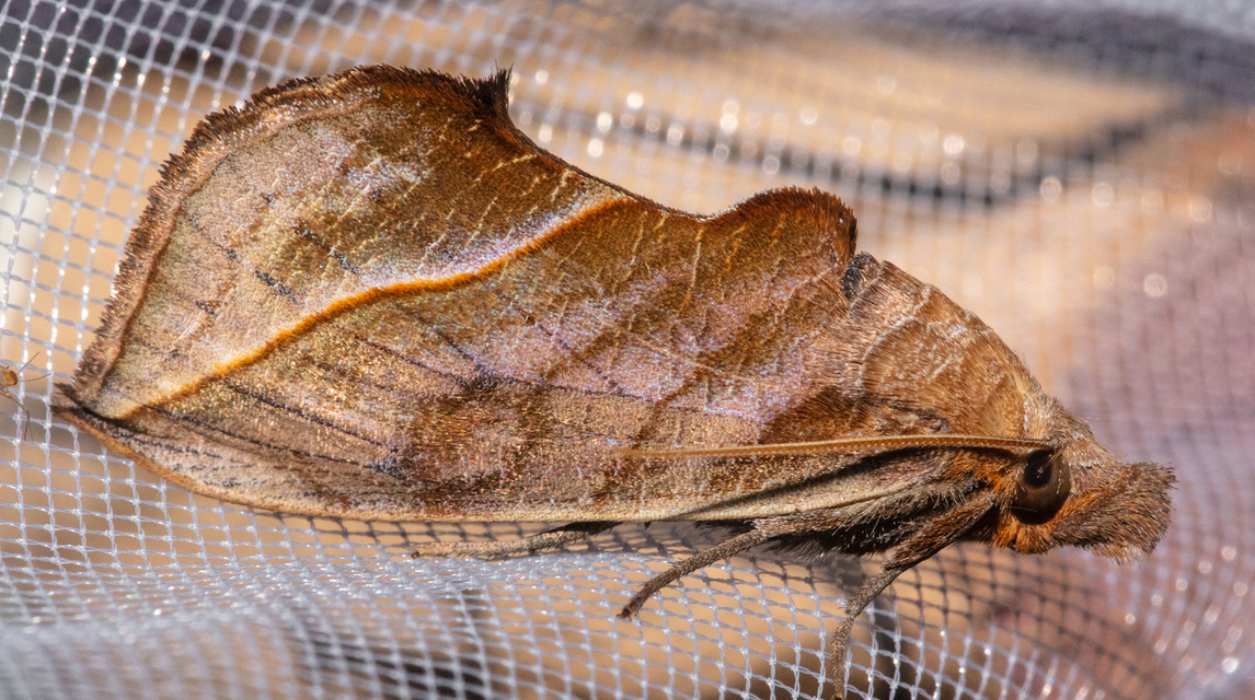 Calyptra thalictri - öblösszárnyú bagoly