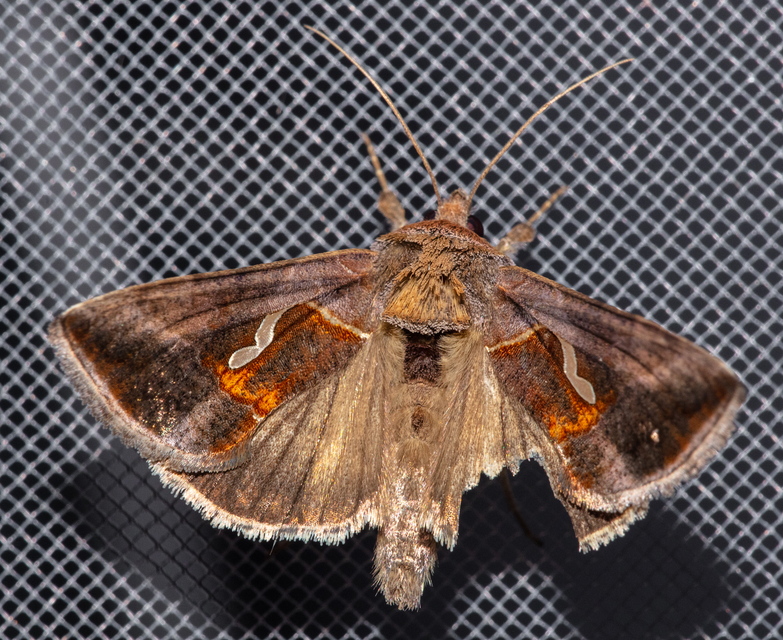 Macdunnoughia confusa - cseppfoltos ezüstbagoly