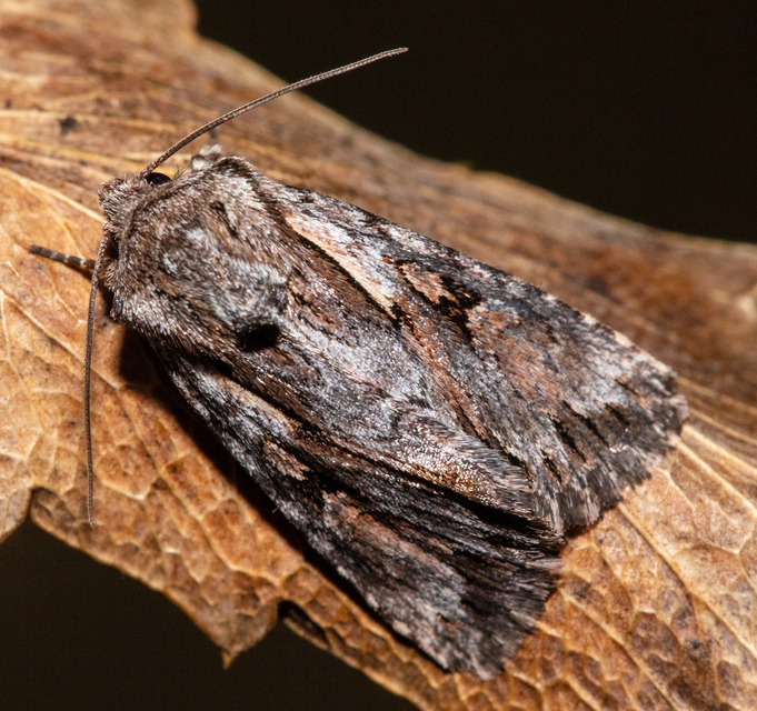 Chloantha hyperici - orbáncfű-sugarasbagoly