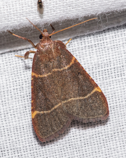 Hypsopygia glaucinalis - rezes fényilonca