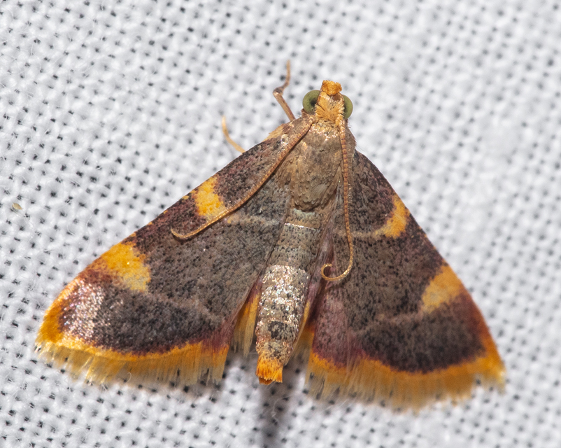 Hypsopygia costalis - szénailonca