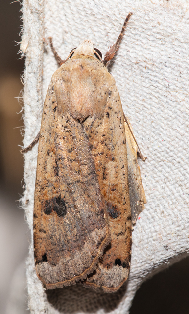 Noctua pronuba - nagy sárgafűbagoly