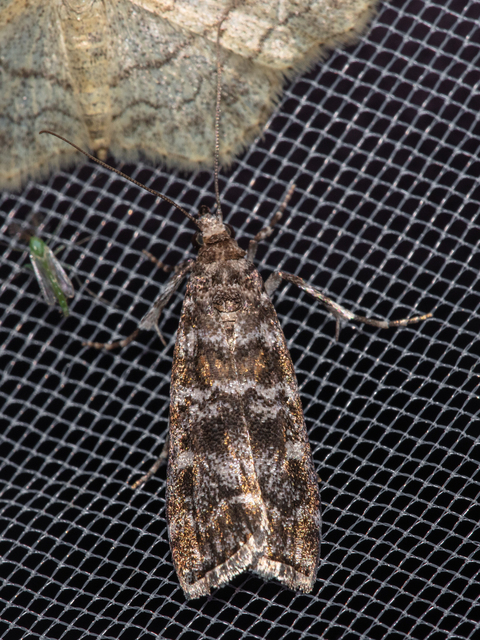 Dioryctria