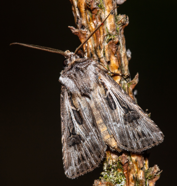 Agrotis vestigialis - őszi földibagoly