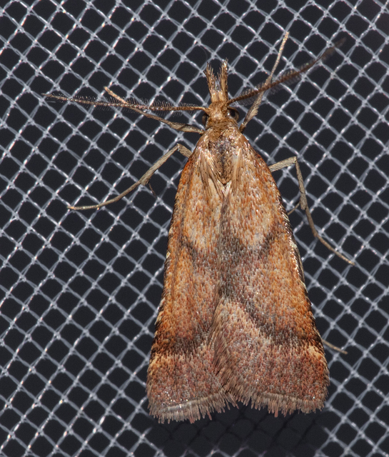 Synaphe punctalis - hosszúlábú fényilonca