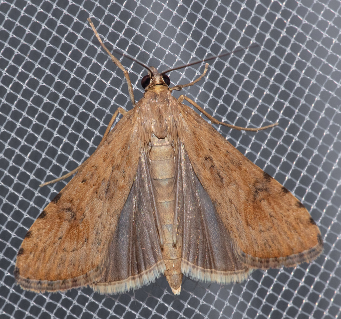 Nomophila noctuella - közönséges vándormoly