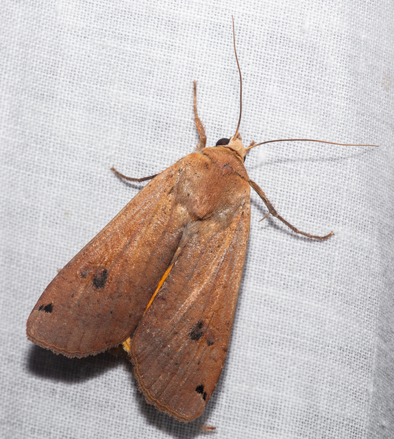 Noctua pronuba - nagy sárgafűbagoly