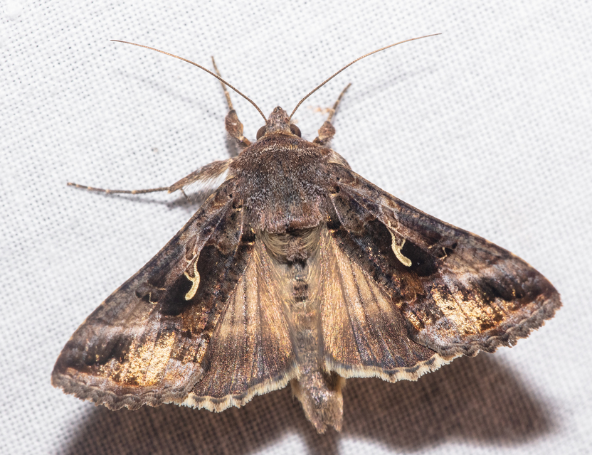 Autographa gamma - gammalepke