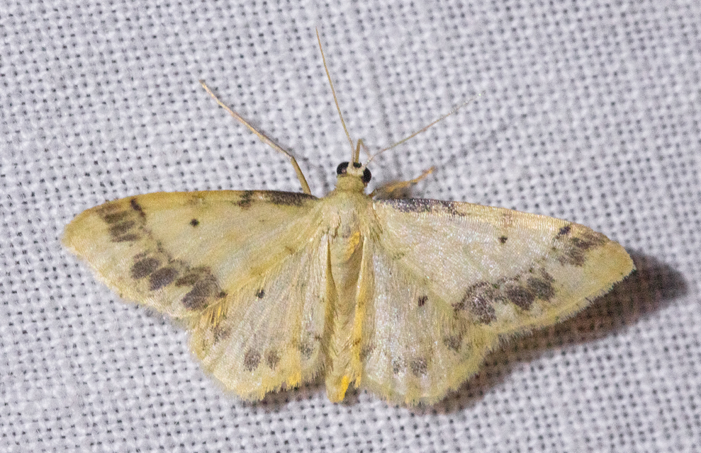 Idaea trigeminata - csúcsfoltos apróaraszoló