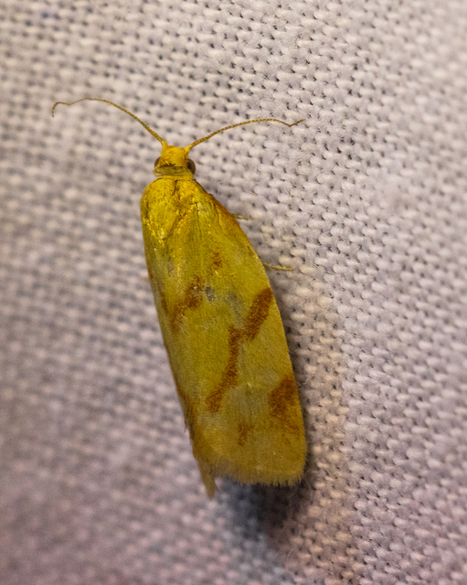 Clepsis pallidana - aranysárga sodrómoly