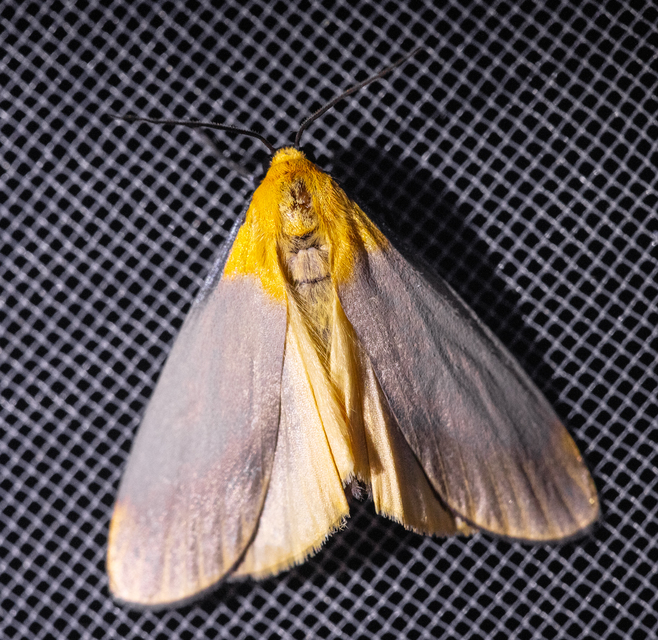Lithosia quadra - négypettyes zuzmószövő
