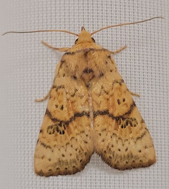 Tiliacea sulphurago - kénes sárgabagoly