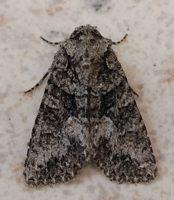 Dryobotodes monochroma - szürke tölgybagoly