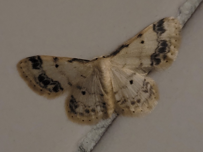Idaea trigeminata - csúcsfoltos apróaraszoló