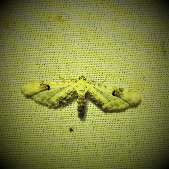 Eupithecia centaureata - búzavirág-törpearaszoló