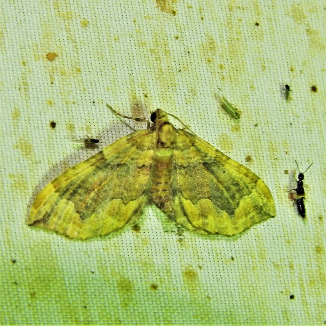 Pelurga comitata - nagy tarkaaraszoló
