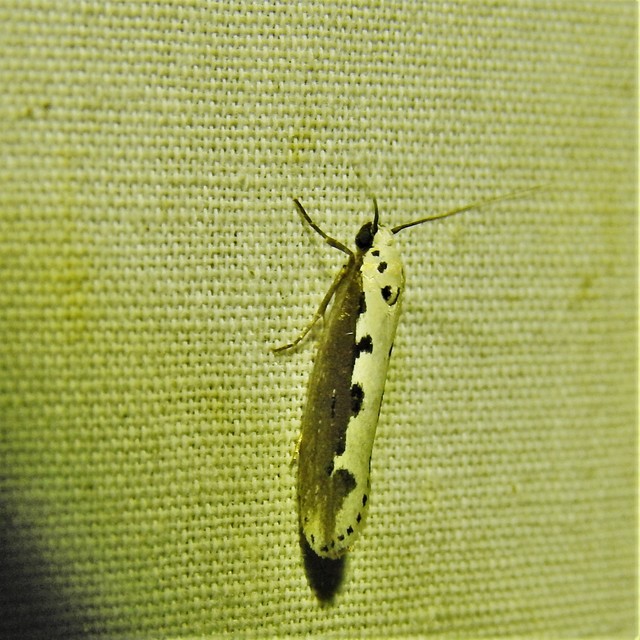 Ethmia bipunctella - kétpettyes feketemoly