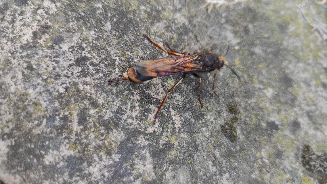 Tremex fuscicornis - sárgagyűrűs fadarázs