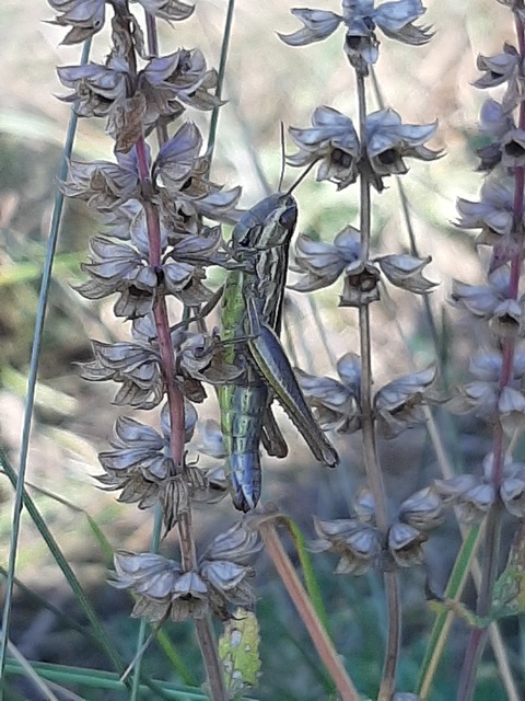 Euchorthippus declivus - rövidszárnyú rétisáska