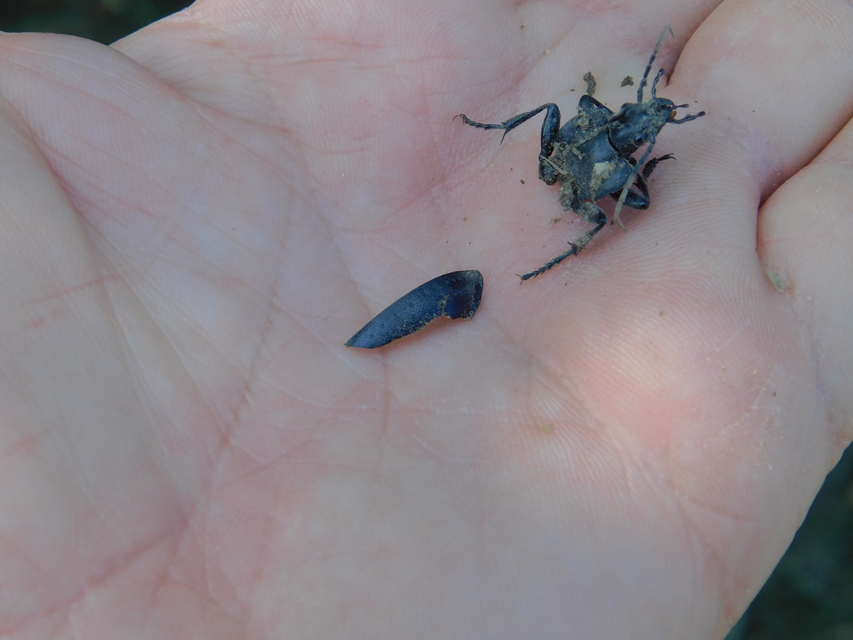Carabus hungaricus - magyar futrinka