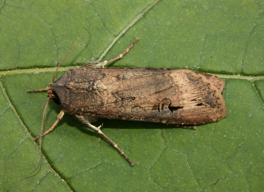 Agrotis ipsilon - nagy földibagoly