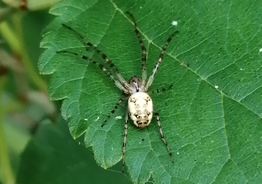Metellina segmentata/mengei
