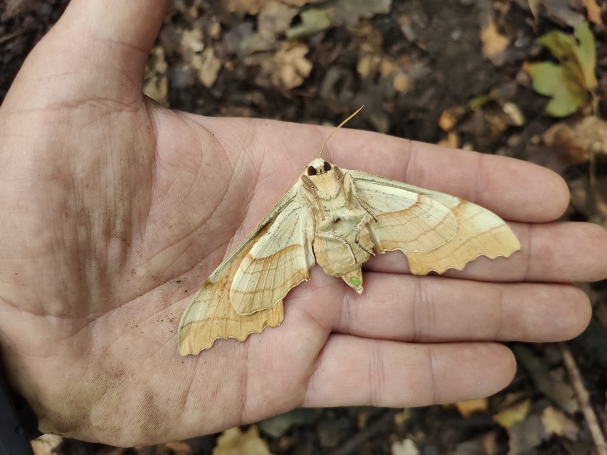 Marumba quercus - tölgyfaszender