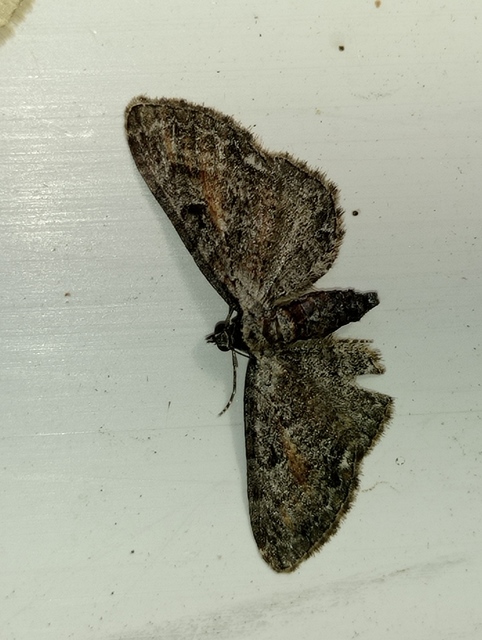 Eupithecia icterata - rozsdafoltos törpearaszoló
