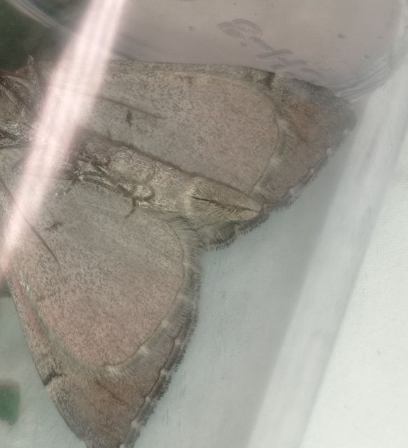 Aplocera plagiata - szürke csíkosaraszoló