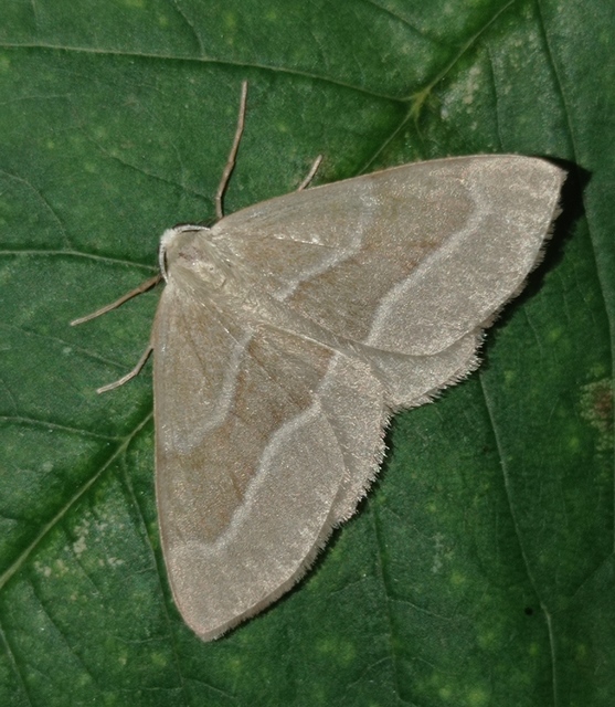 Hylaea fasciaria - erdeifenyő-sávosaraszoló
