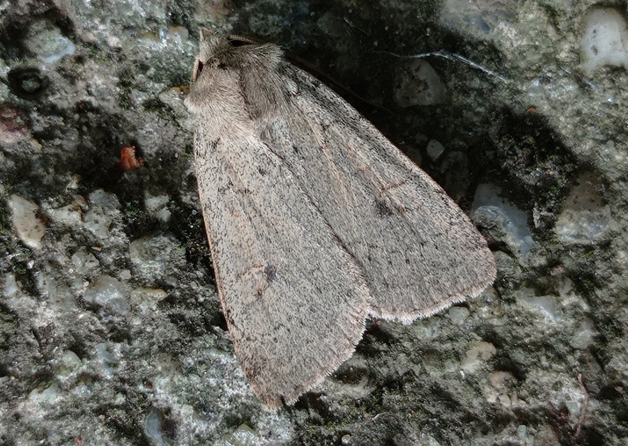 Xestia castanea michaeli - csarabos fűbagoly