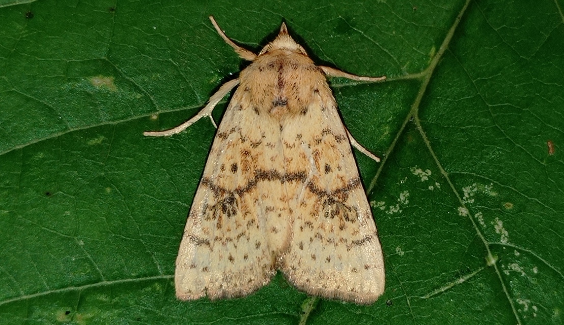 Tiliacea sulphurago - kénes sárgabagoly