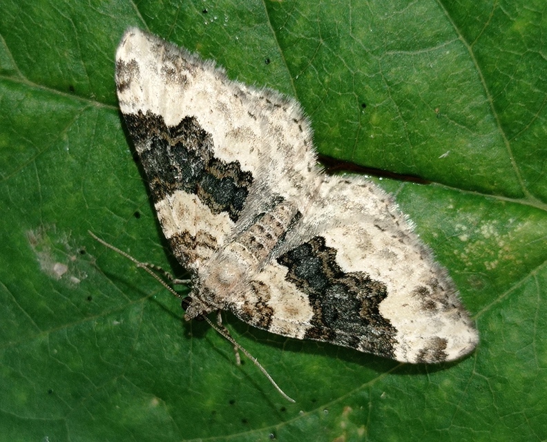 Epirrhoe galiata - sávos galajaraszoló