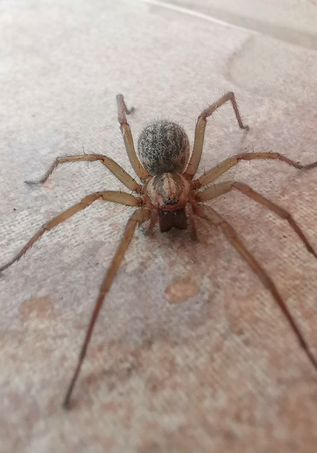 Eratigena agrestis - réti zugpók