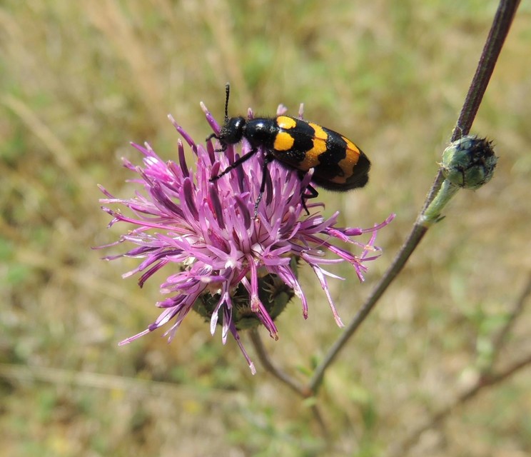 Mylabris variabilis - szalagos hólyaghúzó Mylabris variabilis - szalagos hólyaghúzó