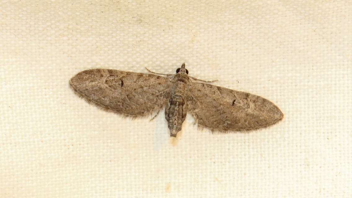 Eupithecia ochridata - mezeiüröm-törpearaszoló
