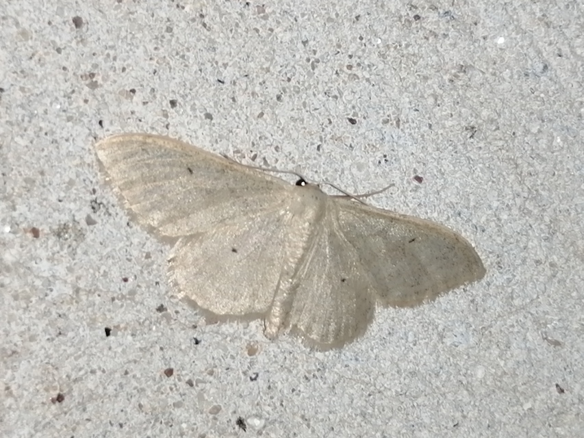Idaea straminata - szalmasárga sávosaraszoló