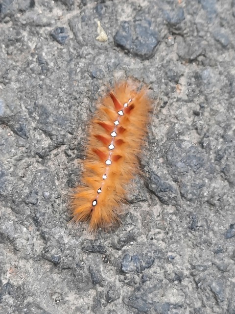 Acronicta aceris - vadgesztenye-szigonyosbagoly