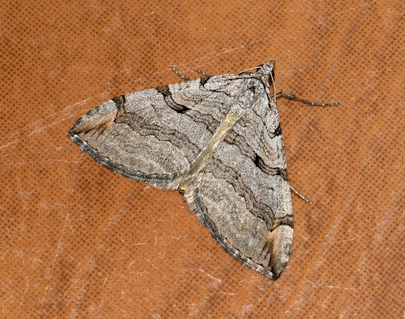 Aplocera