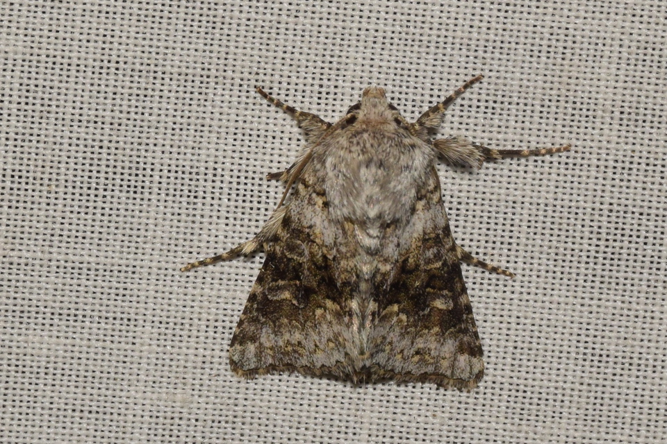 Hecatera bicolorata - világos kertibagoly