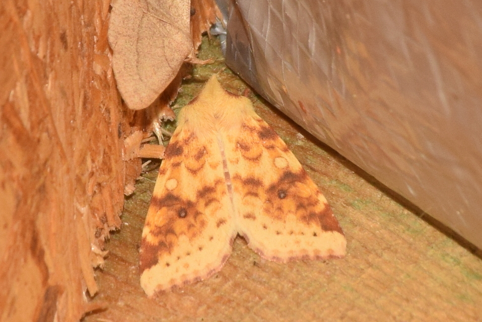 Cirrhia icteritia - nyárfa-sárgabagoly