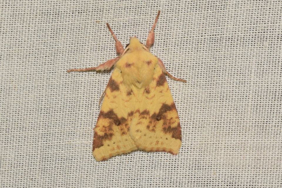 Cirrhia icteritia - nyárfa-sárgabagoly