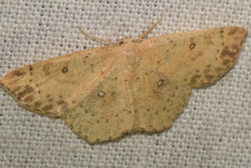 Cyclophora porata - körös pettyesaraszoló