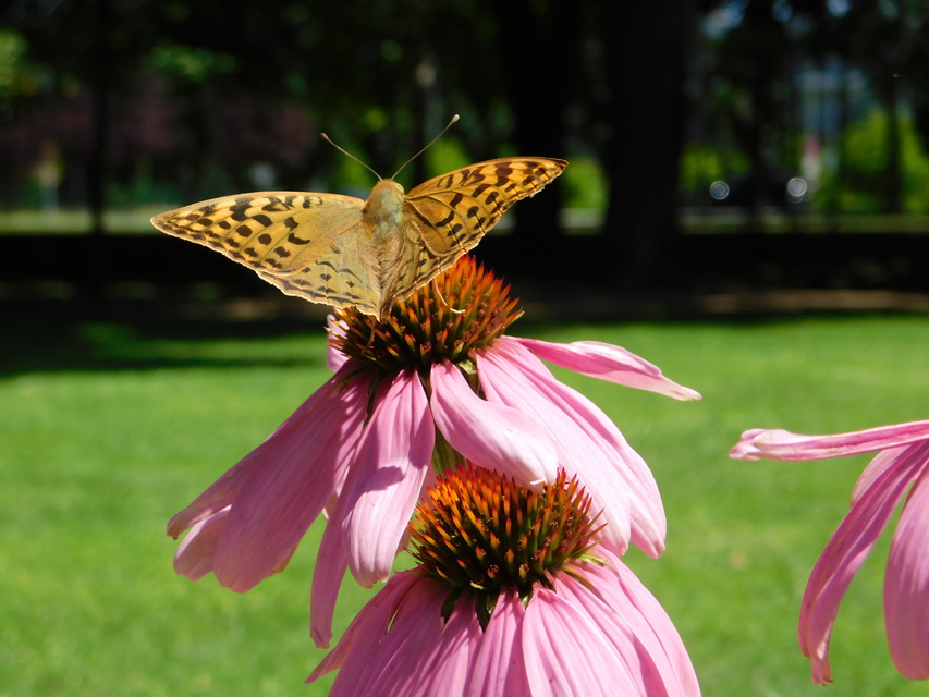 Argynnis pandora - zöldes gyöngyházlepke