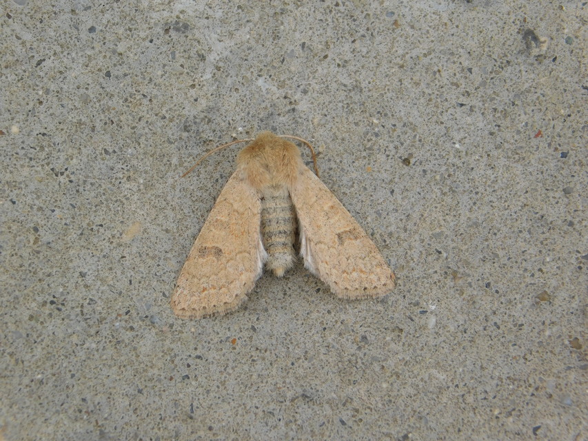Orthosia miniosa - sárgás barkabagoly