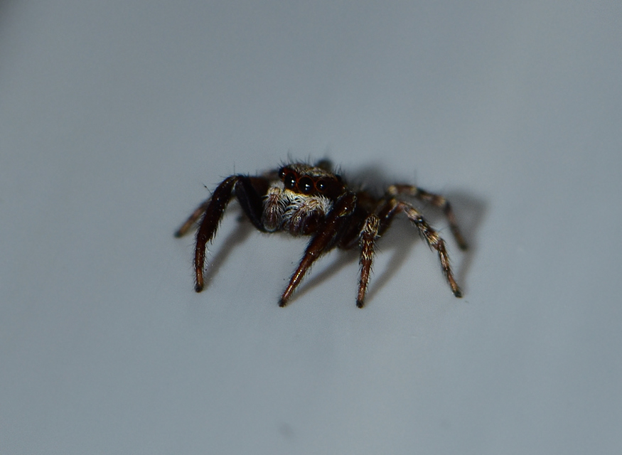 Pseudeuophrys lanigera - szobai ugrópók