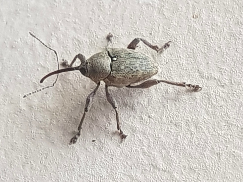 Curculio glandium - tölgymakkzsuzsóka