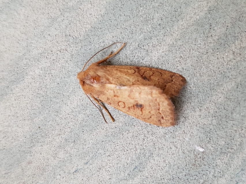 Sunira circellaris - okkersárga őszibagoly